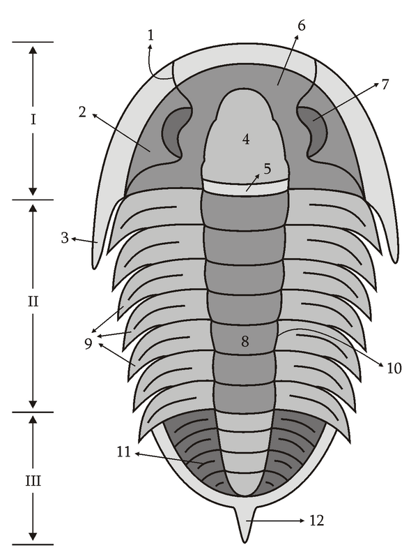 Trilobite anatomy sketch.  Drawn by  Muriel GottropI – Cephalon, II – Thorax, III – Pygidium, 1 – Facial suture, 2 – Librigena (Free Cheek), 3 – Genal Spine, 4 – Glabella, 5 – Occipital ring, 6 – Fixigena, 7 – Eye, 8 – Axial lobe, 9 – Pleures, 10 – Dorsal line, 11 – Ornamentation, 12 – Posterior spine